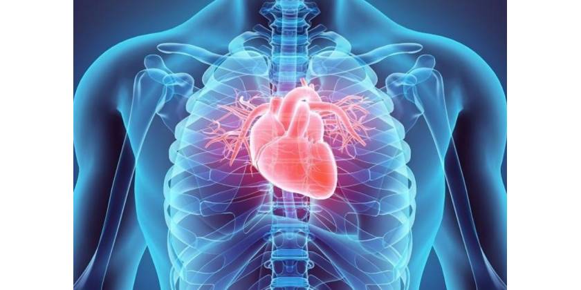 Jak wspomóc układ sercowy?